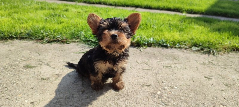 yorkshire terrier