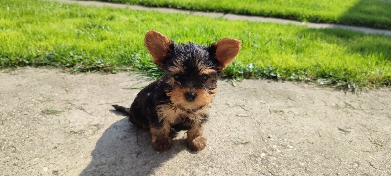 yorkshire terrier