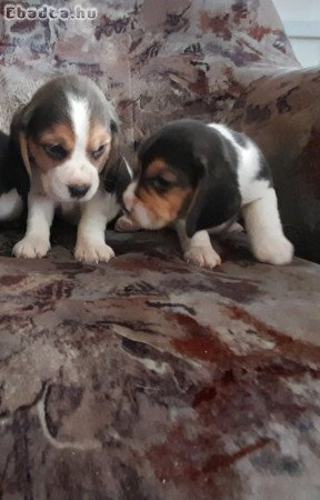 Beagle kis kutyák