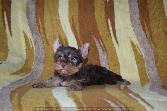 Yorkshire terrier