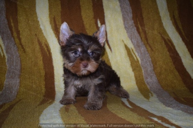 Yorkshire terrier