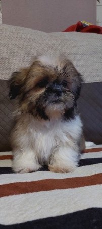 Shih -tzu