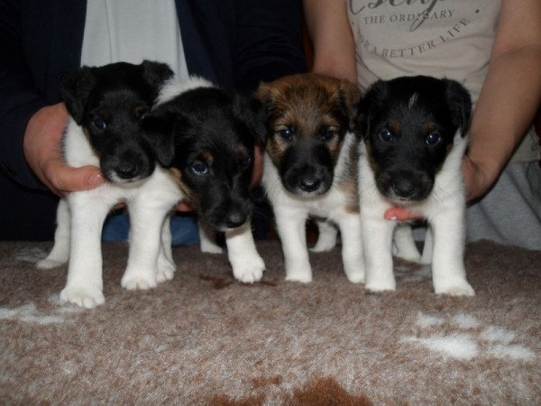 Simaszőrű foxterrier