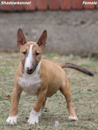 Miniature Bull Terrier