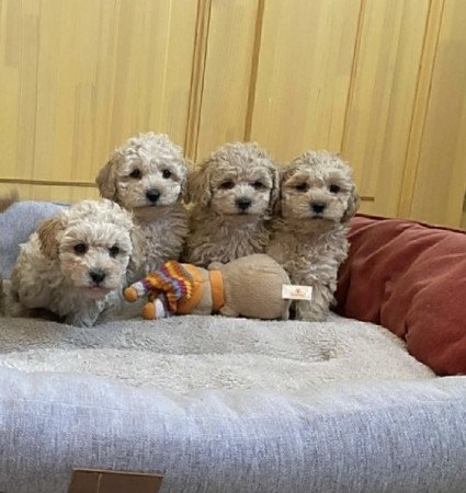 Maltipoo maltai selyem uszkar