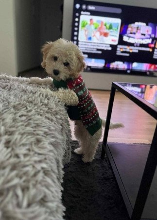 Maltipoo maltai es totpe uszkar