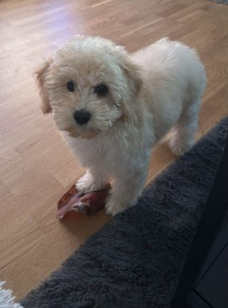 Maltipoo maltai es totpe uszkar