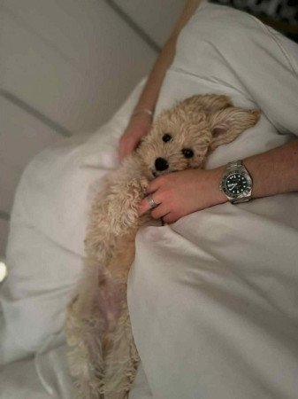 Maltipoo maltai es totpe uszkar