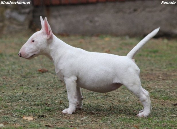 Miniature Bull Terrier
