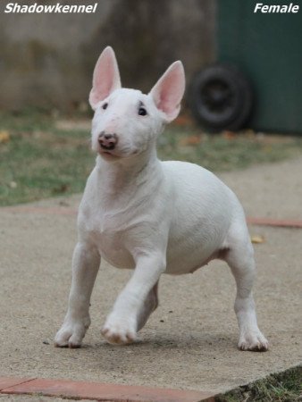 Miniature Bull Terrier