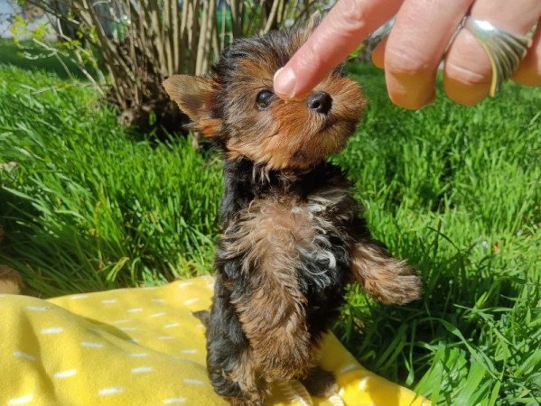 yorkshire terrier