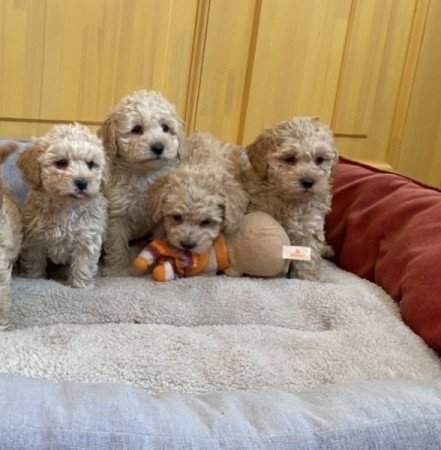 Maltipoo maltai selyem uszkar