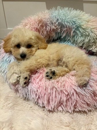 Maltipoo maltai selyem uszkar