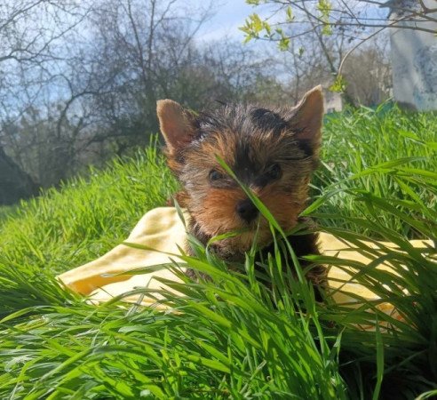 yorkshire terrier