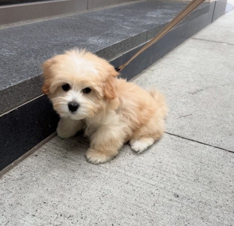 Maltipoo