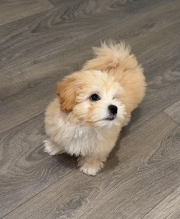 Maltipoo