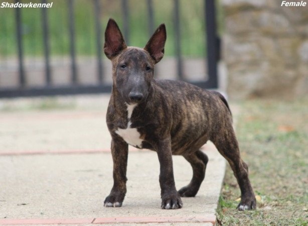 Miniature Bull Terrier