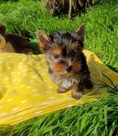 yorkshire terrier