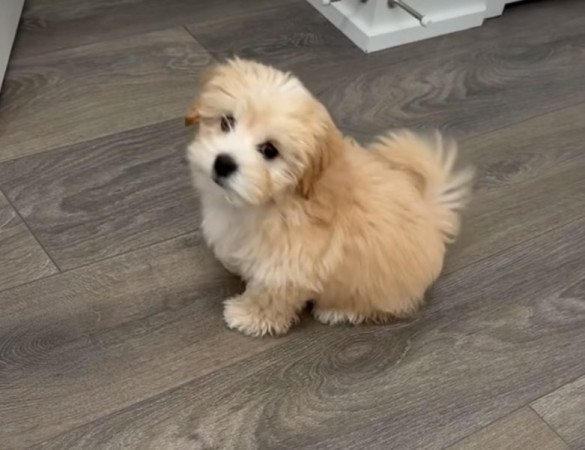 Maltipoo