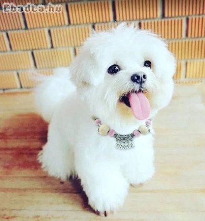 Imádnivaló máltai selyemkutyák