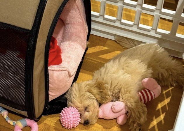 Maltipoo maltai selyem es torpe uszkar