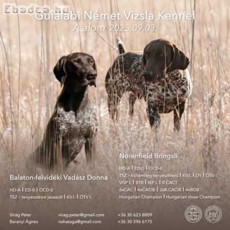 Rövidszőrű német vizsla