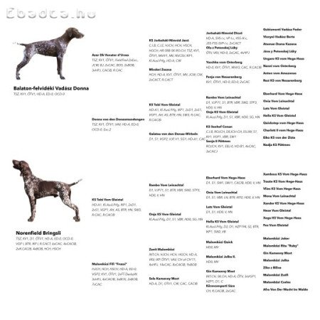 Rövidszőrű német vizsla