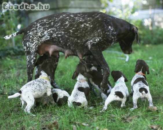 Rövidszőrű német vizsla