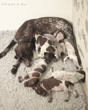 Rövidszőrű német vizsla