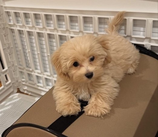 Maltipoo maltai selyem es torpe uszkar