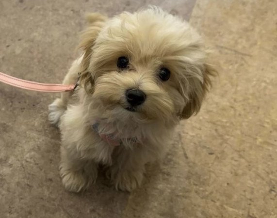 Maltipoo maltai selyem es torpe uszkar