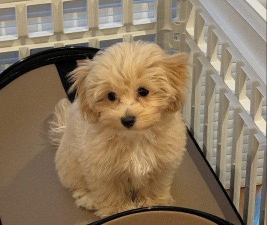 Maltipoo maltai selyem es torpe uszkar