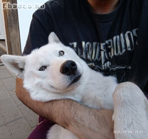 Husky kölyök