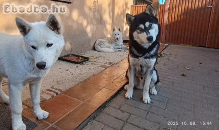 Husky kölyök