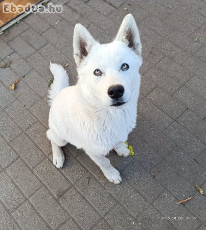 Husky kölyök