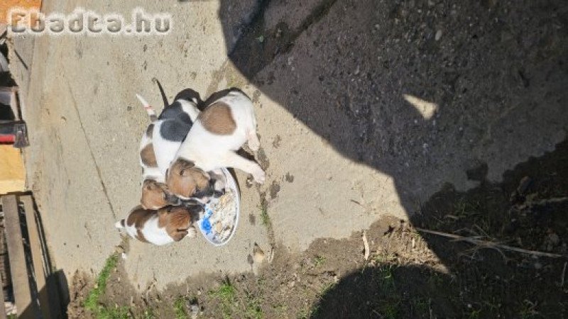 Foxi kölykök eladók 1kan 3szuka