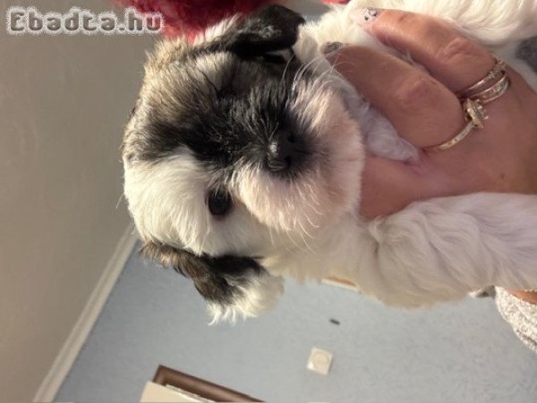 Havanese fajtatiszta kislány eladó