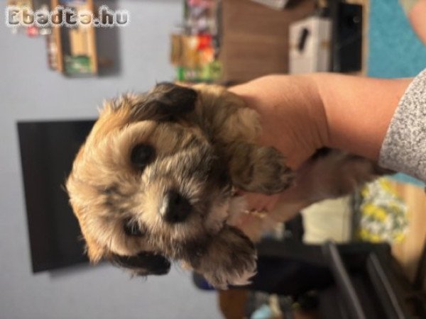 Havanese fajtatiszta kislány eladó