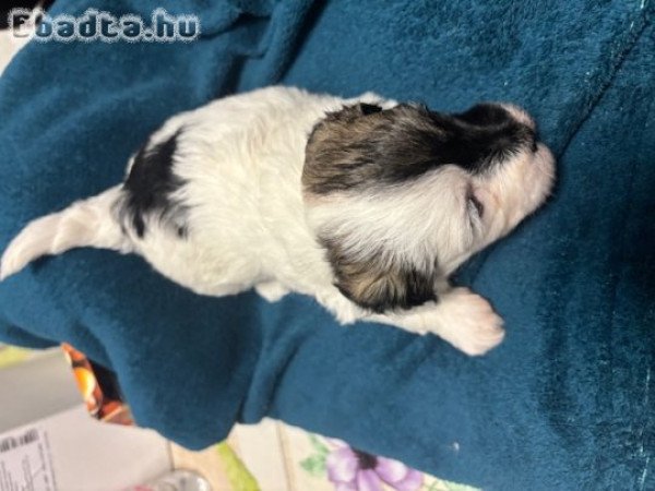 Havanese fajtatiszta kislány eladó