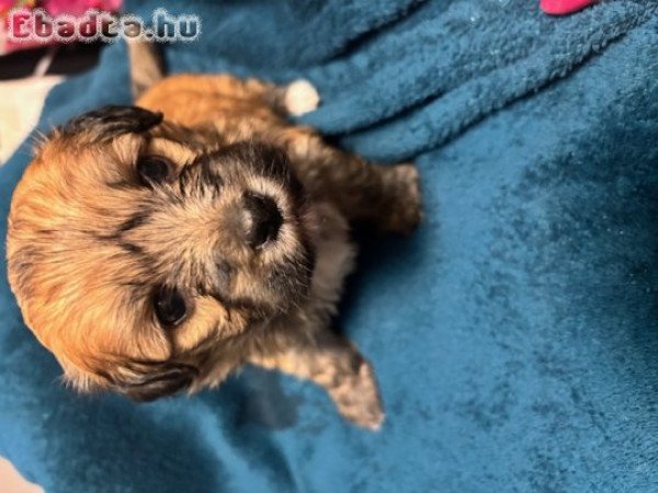 Havanese fajtatiszta kislány eladó