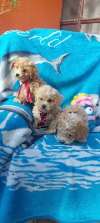 Maltipoo