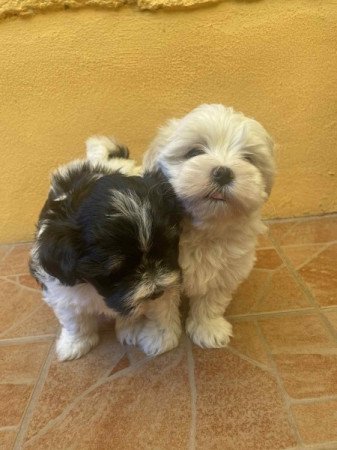 Bichon Havanese