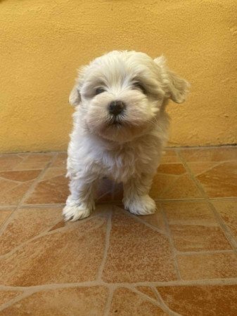 Bichon Havanese