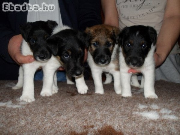 Foxterrier, Foxi