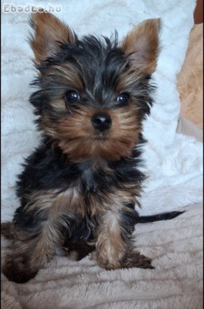 Eladó yorkshire terrier kan