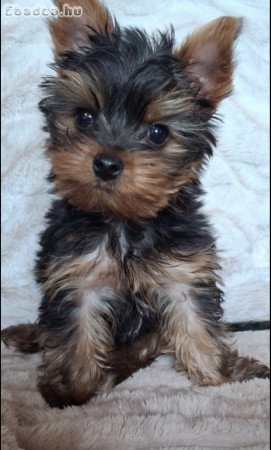 Eladó yorkshire terrier kan