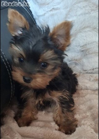Eladó yorkshire terrier kan