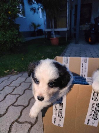Border collie kiskutyák