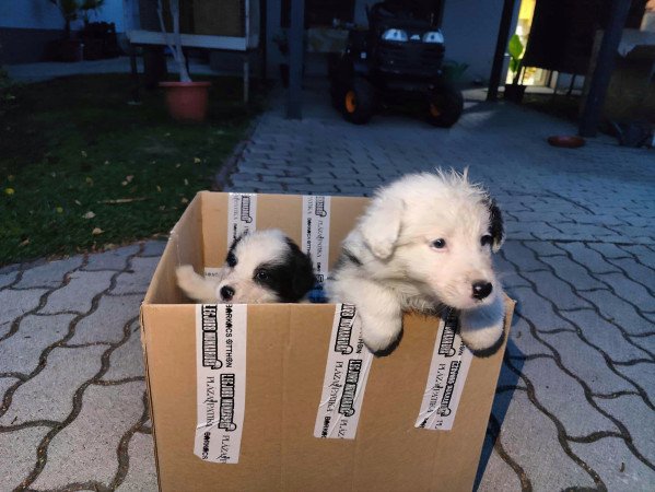 Border collie kiskutyák
