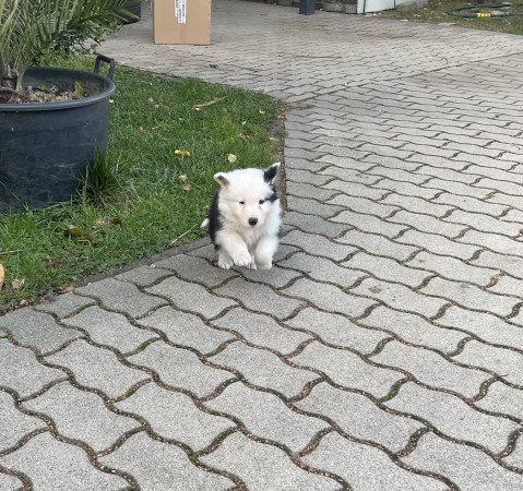 Border collie kiskutyák